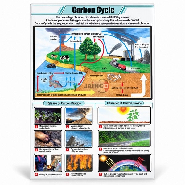 Carbon Cycle